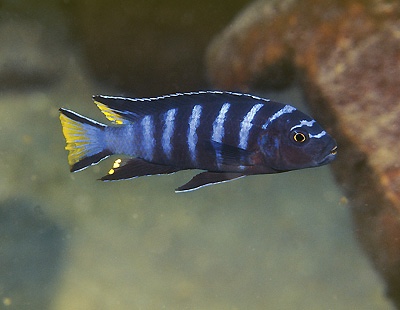 Maylandia sp. 'elongatus linganjala' Linganjala Reef